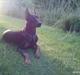 Dobermann Cody Augustinus [Storebrors Tidl. Hund]