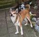 Norsk lundehund Heldager's Oktavius /Tavi