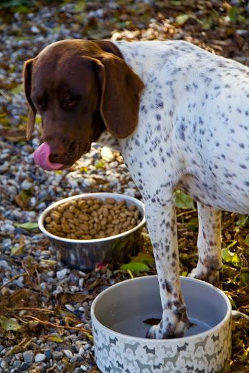 Gammel dansk hønsehund Nuggi - Der hersker vist INGEN tvivl om, hvem der ELSKER mad  ;D billede 16