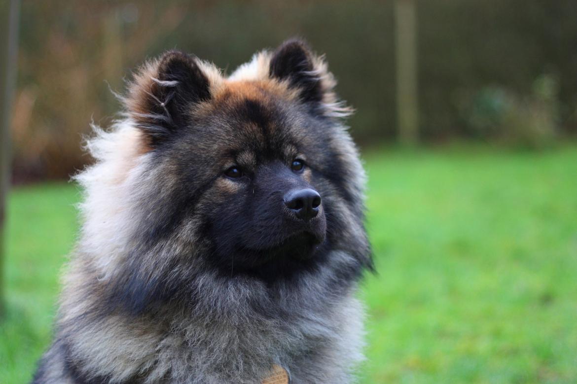 Eurasier Casa Kallisto's Bacchus - "Baktus" - 1 år og 3 måneder billede 1