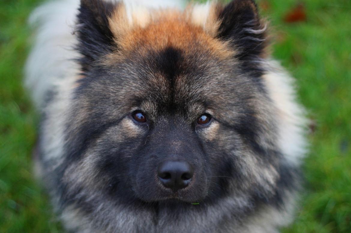 Eurasier Casa Kallisto's Bacchus - "Baktus" - 1 år og 3 måneder billede 2