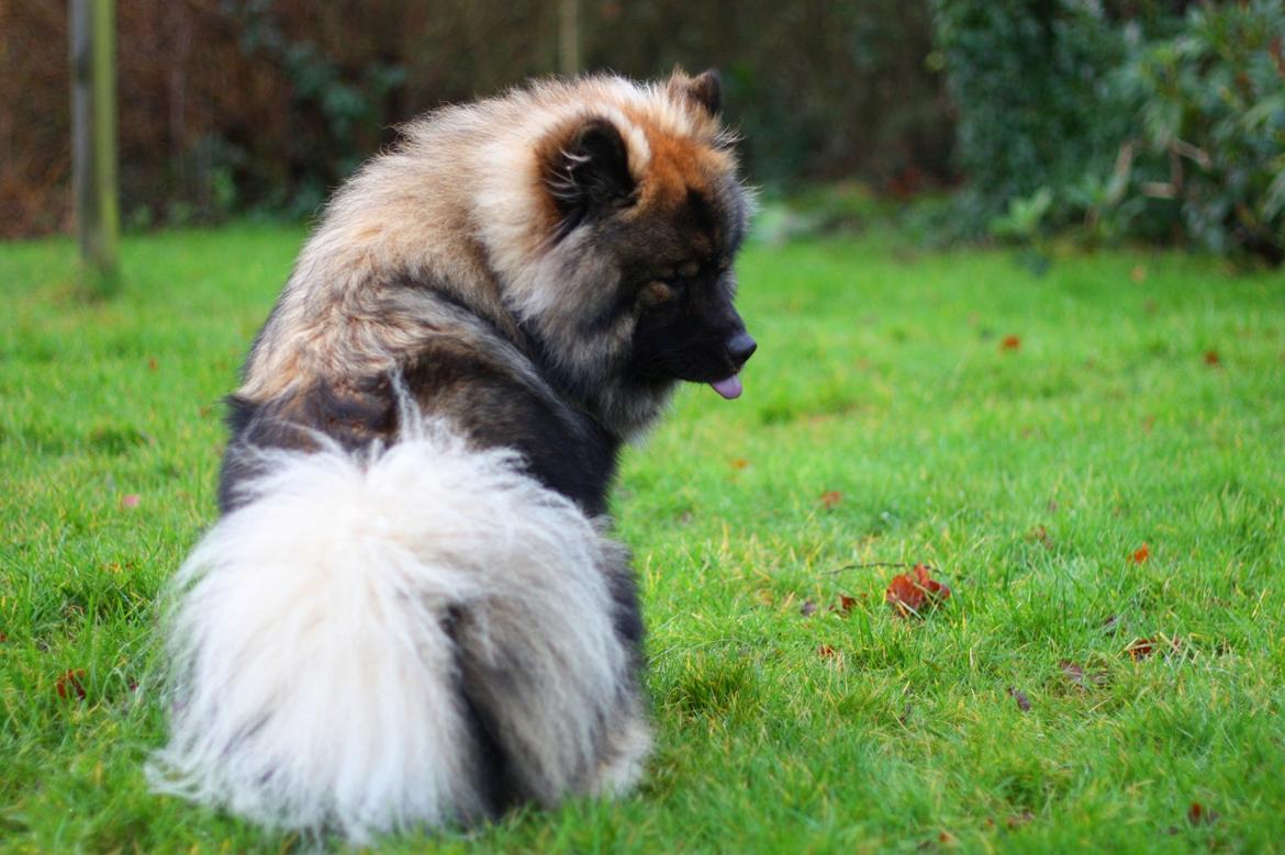 Eurasier Casa Kallisto's Bacchus - "Baktus" - 1 år og 3 måneder billede 4
