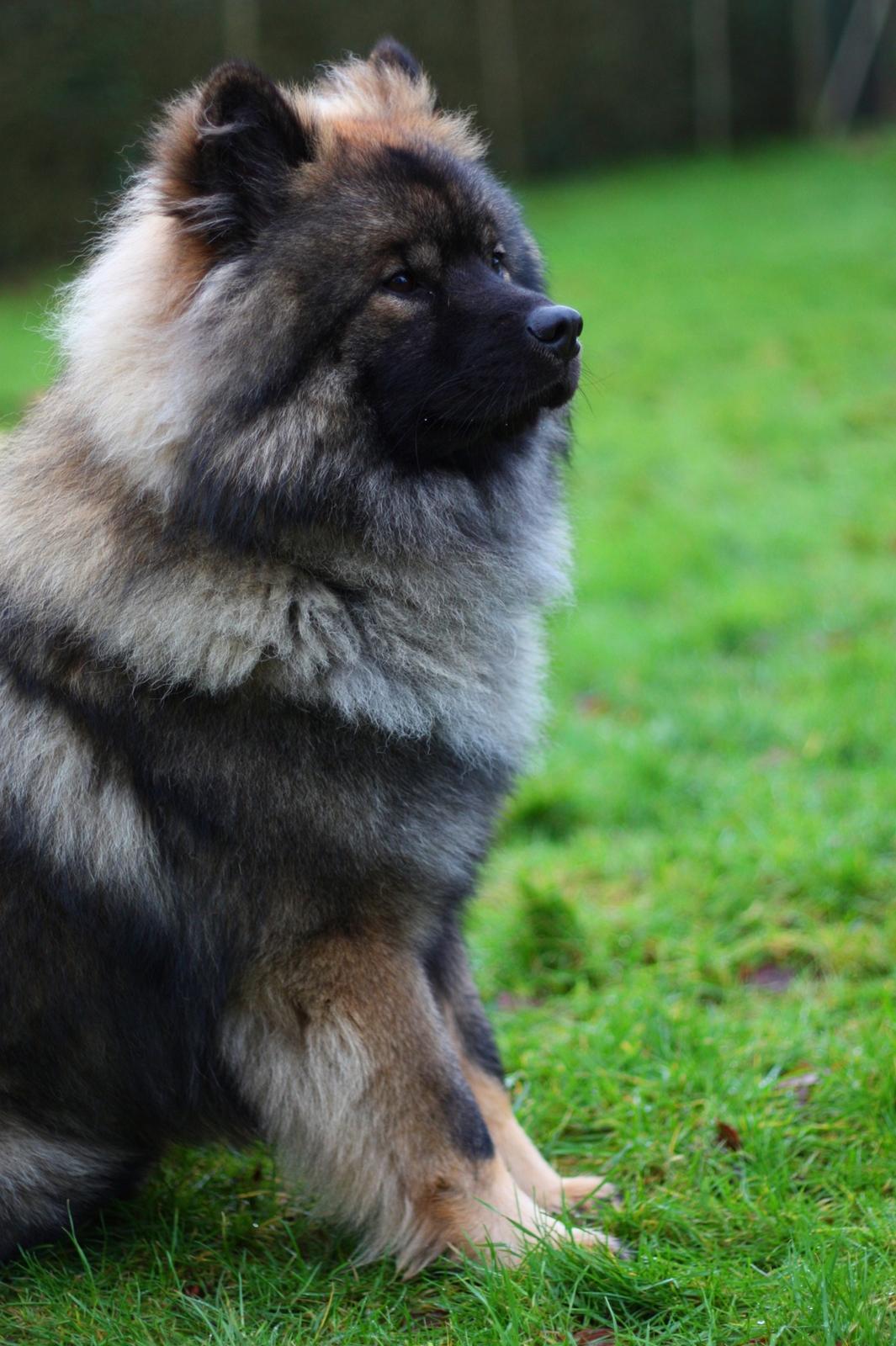 Eurasier Casa Kallisto's Bacchus - "Baktus" - 1 år og 3 måneder billede 3