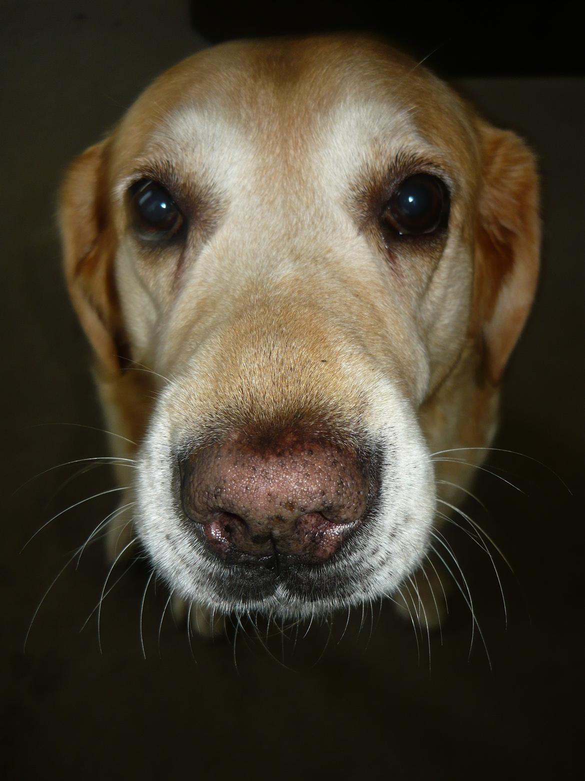 Labrador retriever |Skipper  billede 18