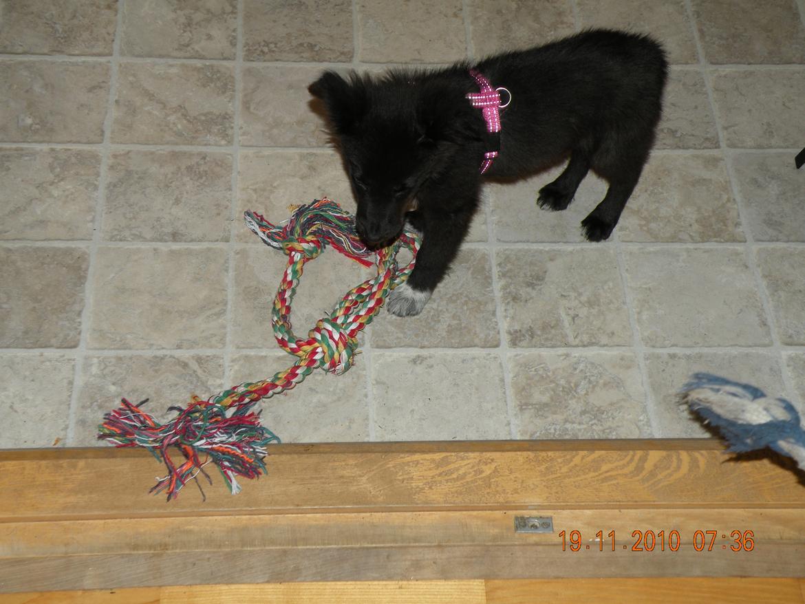 Border collie Nala billede 2