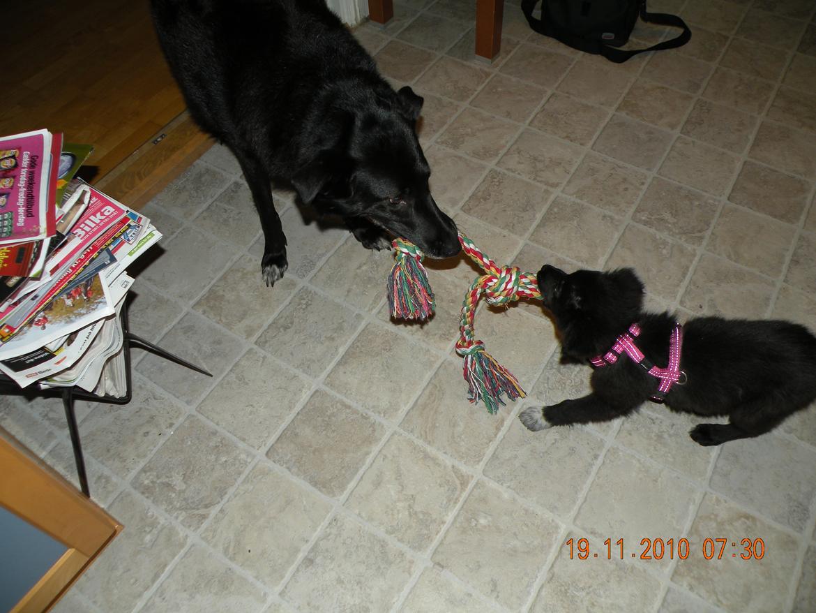 Border collie Nala billede 3