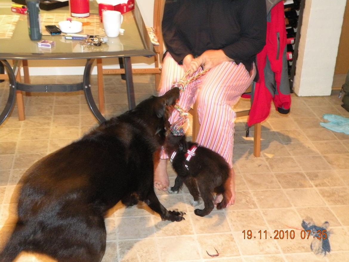 Border collie Nala billede 4