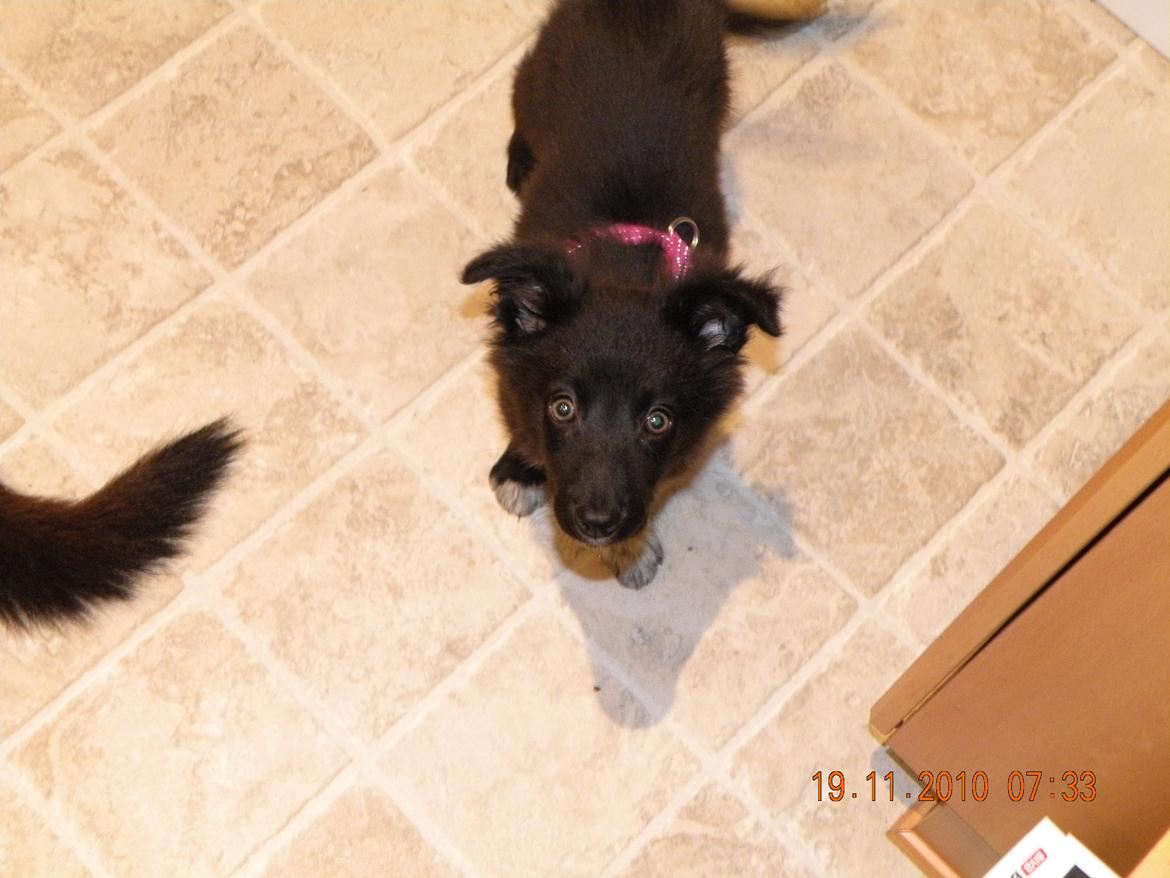 Border collie Nala billede 5