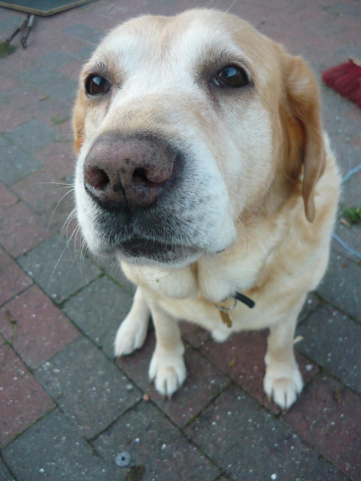 Labrador retriever |Skipper  billede 9