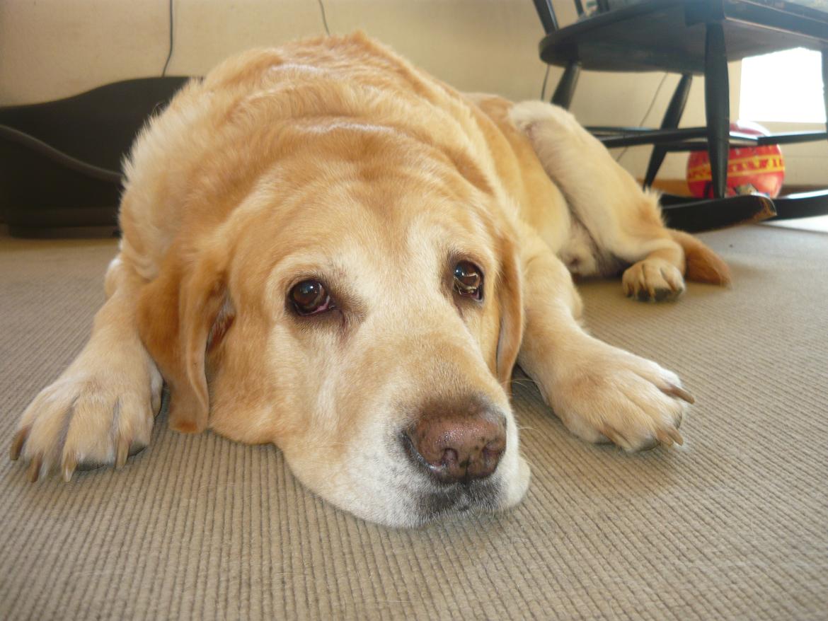 Labrador retriever |Skipper  billede 20