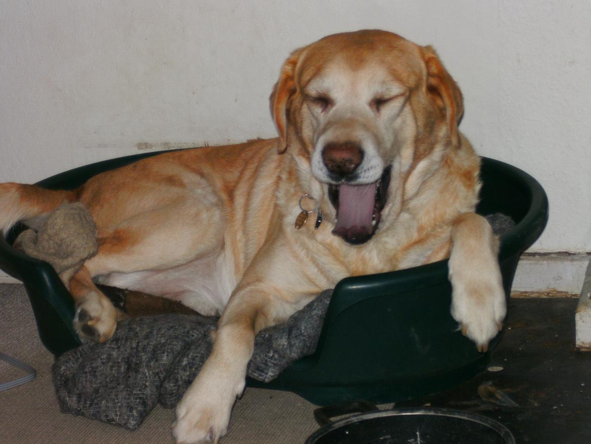 Labrador retriever |Skipper  billede 4