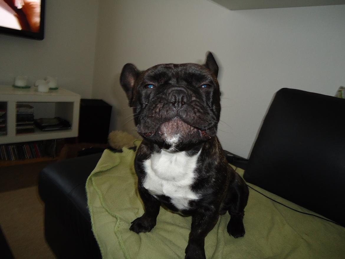 Fransk bulldog Elvis billede 14