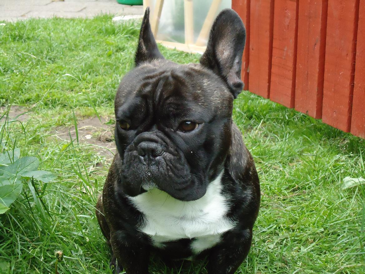 Fransk bulldog Elvis billede 15