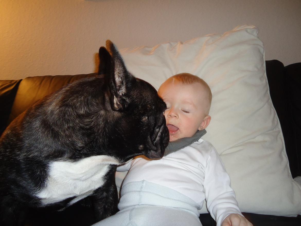 Fransk bulldog Elvis billede 16