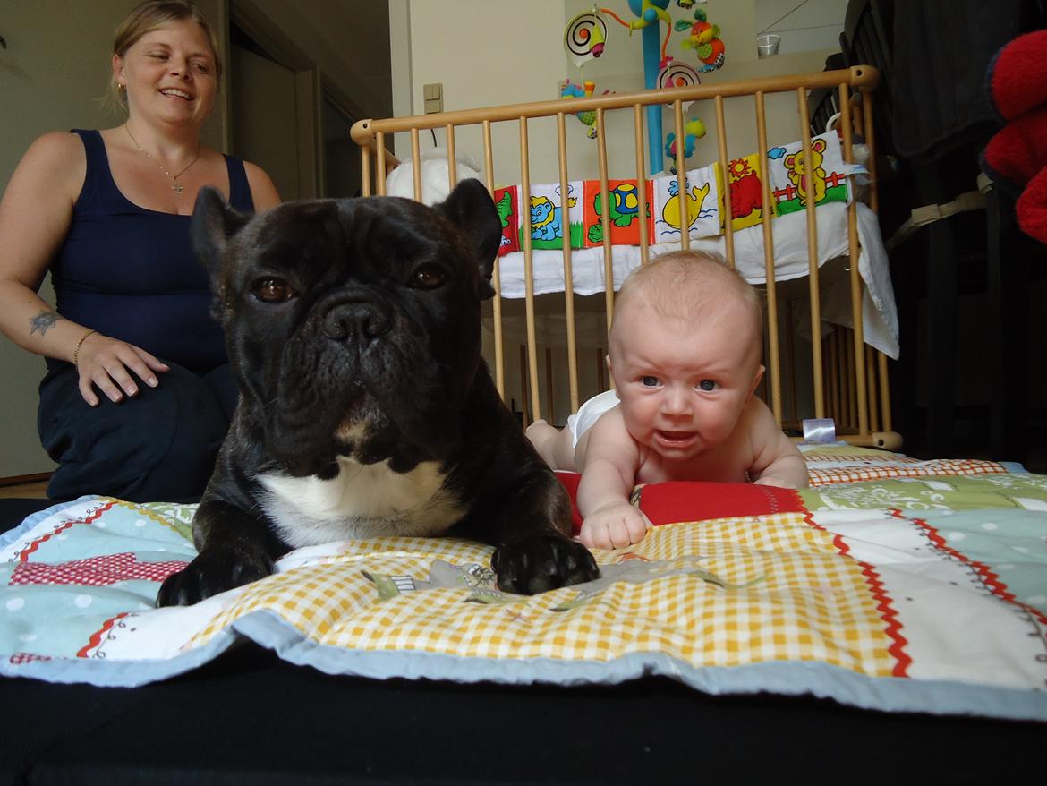 Fransk bulldog Elvis billede 17