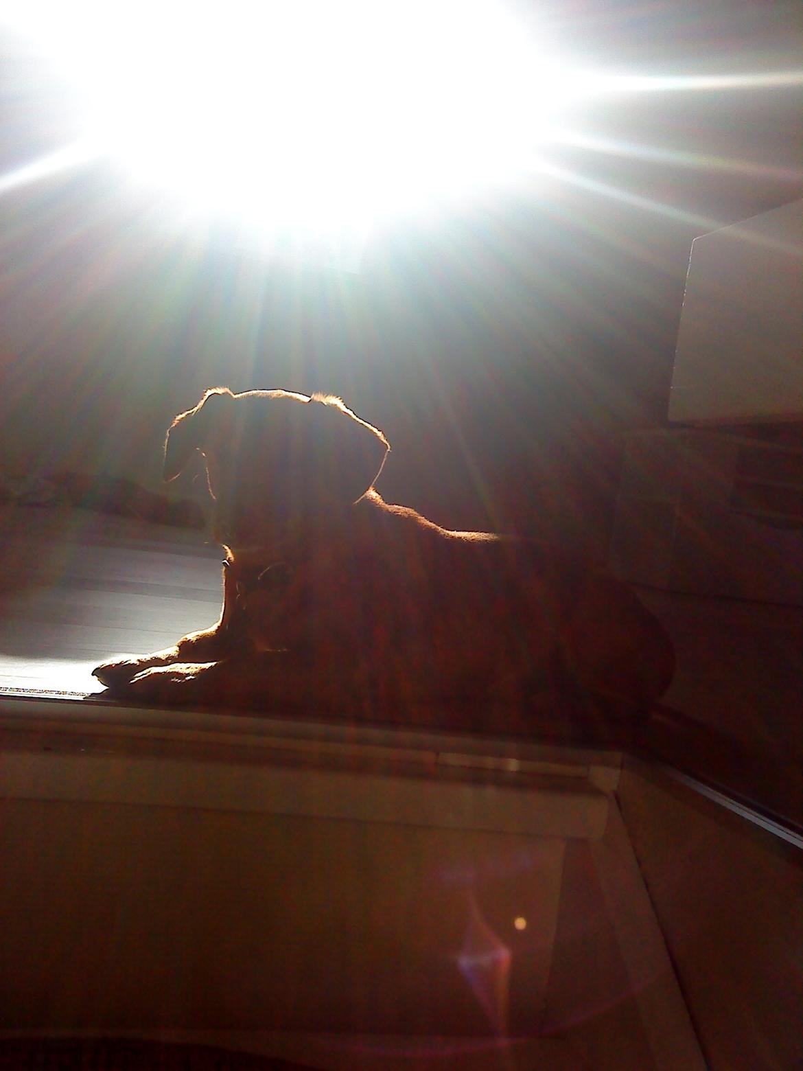 Gravhund Sofus R.I.P<3. - Du elskede og ligge i solen. billede 16