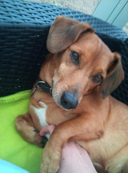 Gravhund Sofus R.I.P<3. - Rest in peace baby<3. billede 17