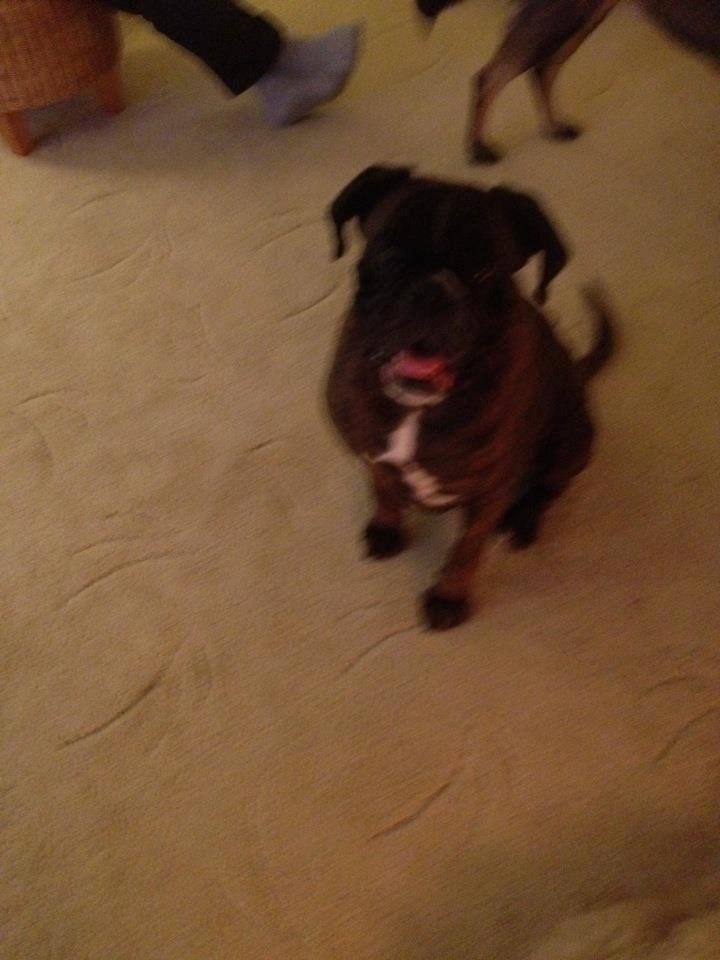 Boxer Albert. billede 1