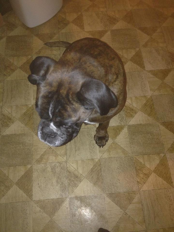 Boxer Albert. billede 2