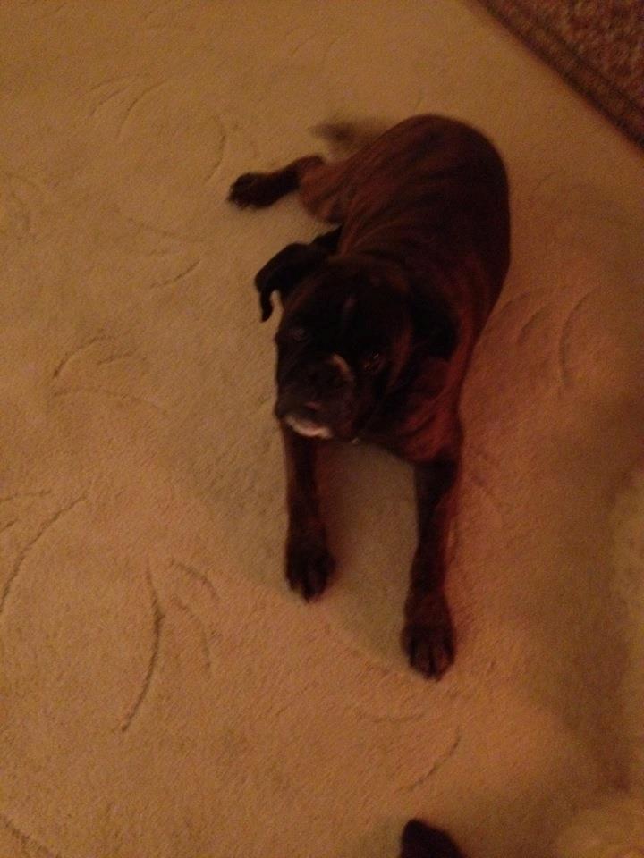 Boxer Albert. billede 3