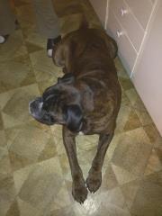 Boxer Albert. billede 5