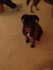 Boxer Albert. billede 6