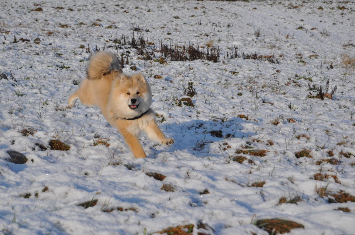Blanding af racer Gaia - Dadadadaaaah her kommer jeg!!! ;D billede 3