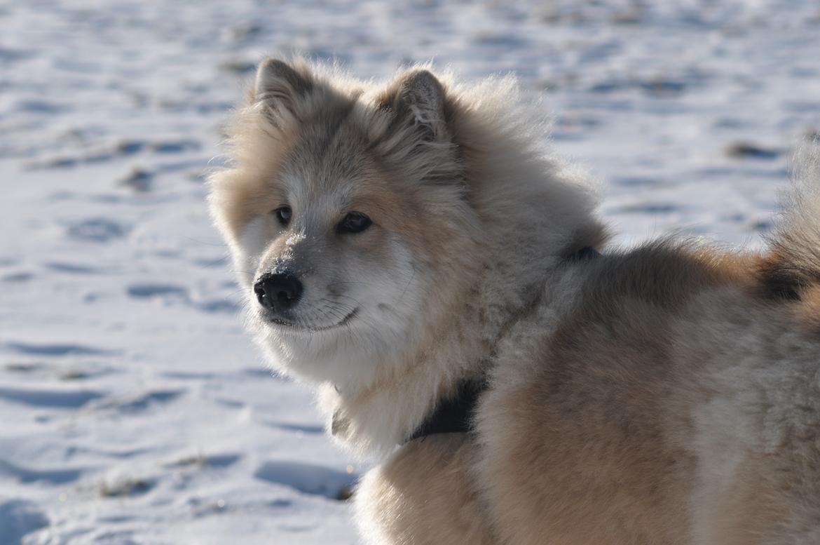 Blanding af racer Gaia - Gaia i sneen.
Dette billede var også i vi med hund i konkurencen om månedens hund :) billede 9