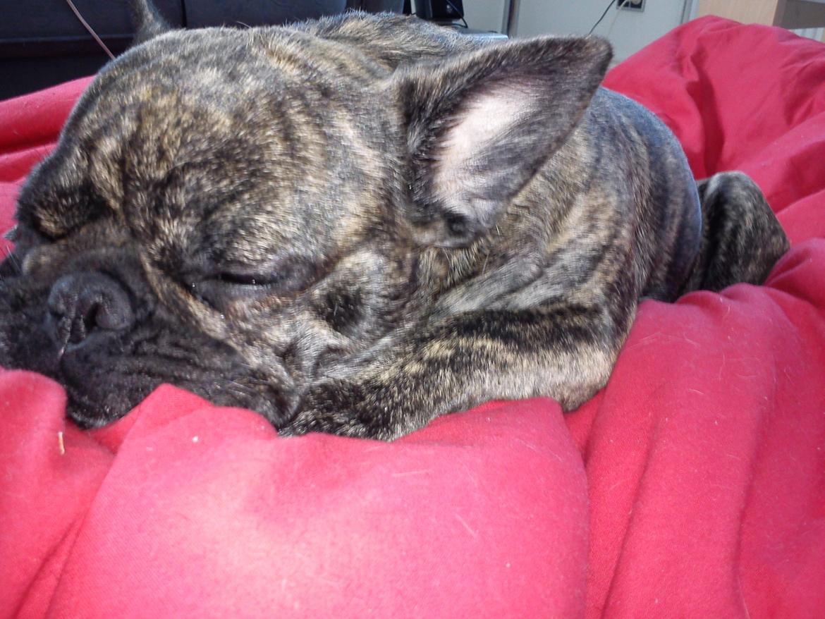 Blanding af racer tøzen billede 16