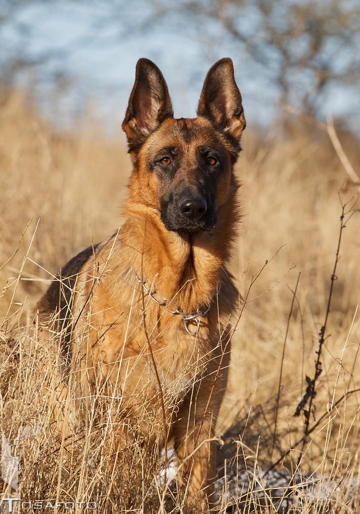 Schæferhund Soya billede 4