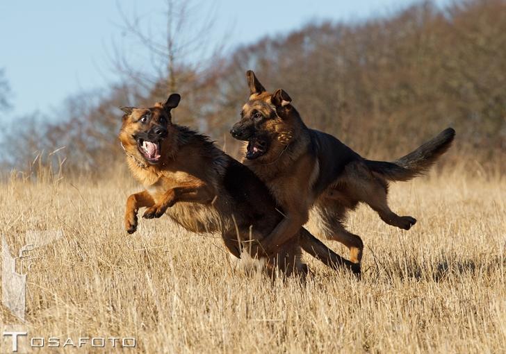 Schæferhund Soya billede 5