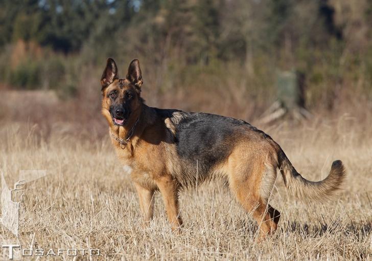 Schæferhund Soya billede 11