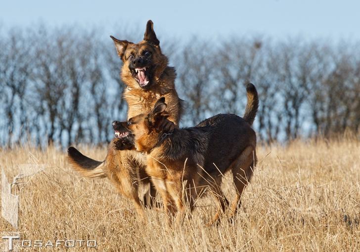 Schæferhund Hamsel's Pique  ( Santo ) billede 15
