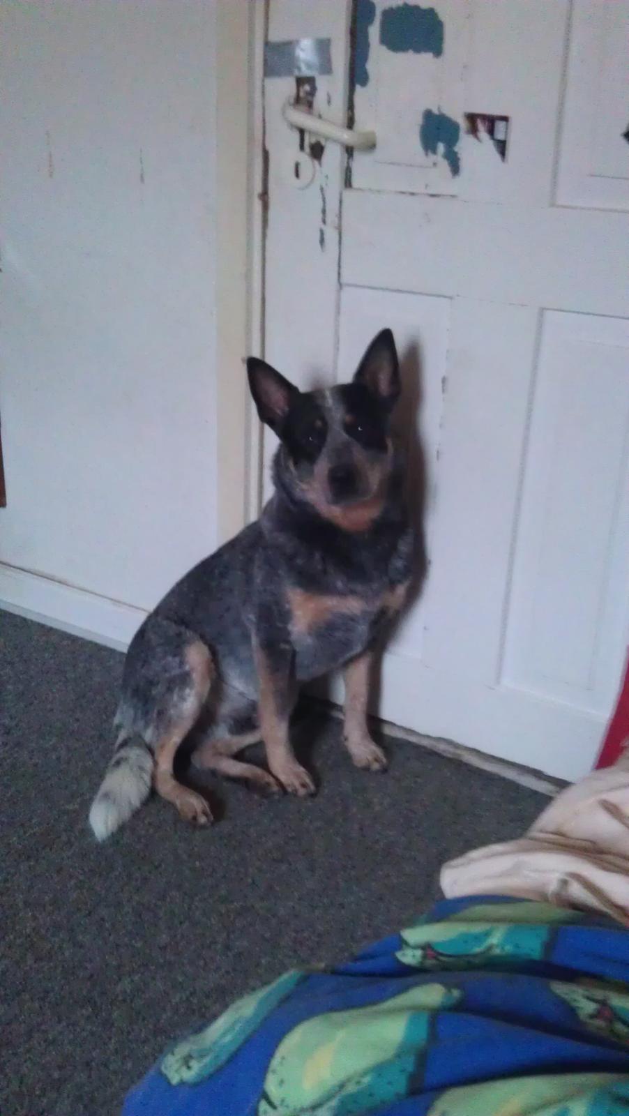 Australsk cattledog Pepsi - pepsi 2012 smukke hund.. :) billede 15