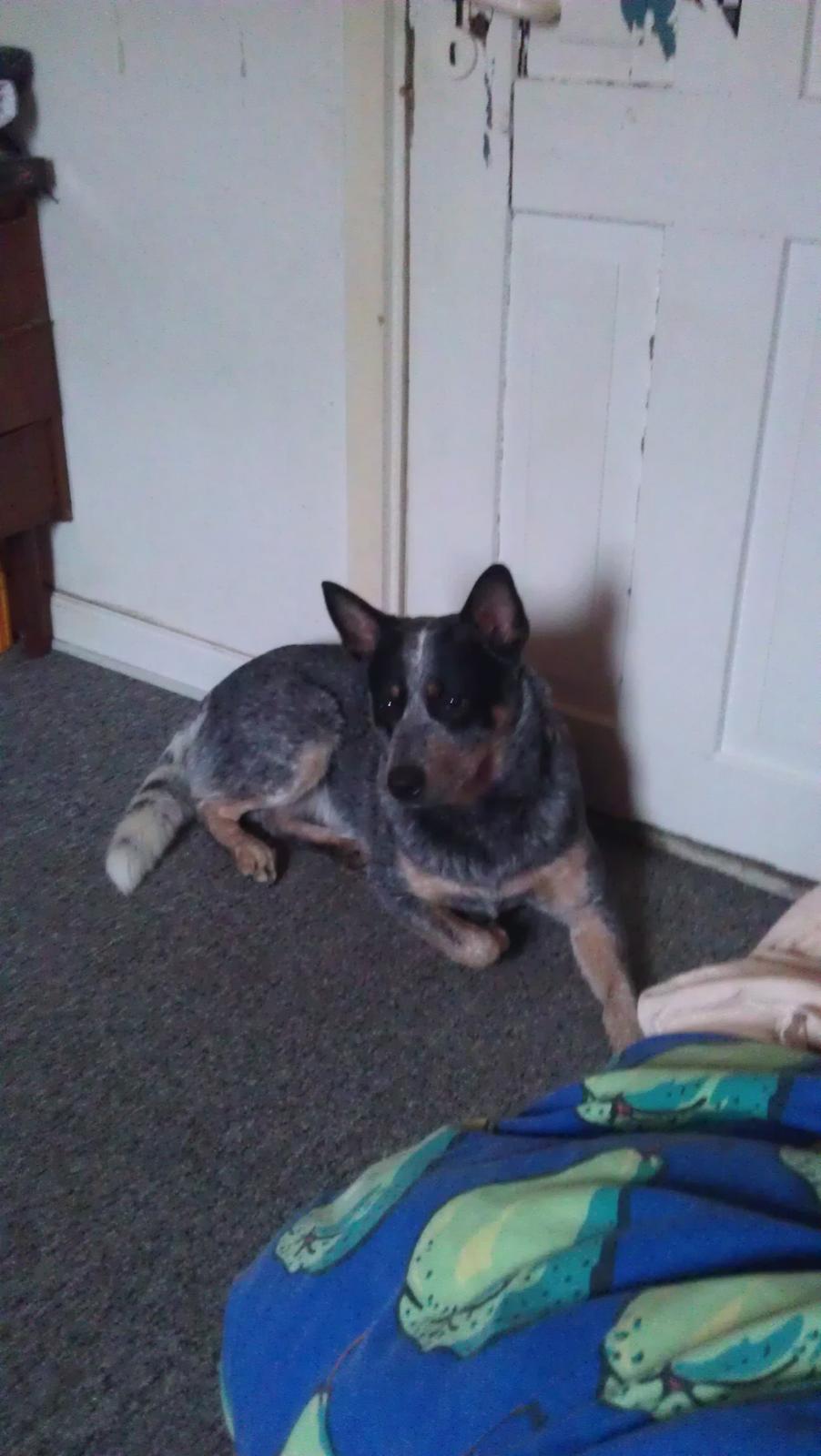 Australsk cattledog Pepsi - 2012  billede 1