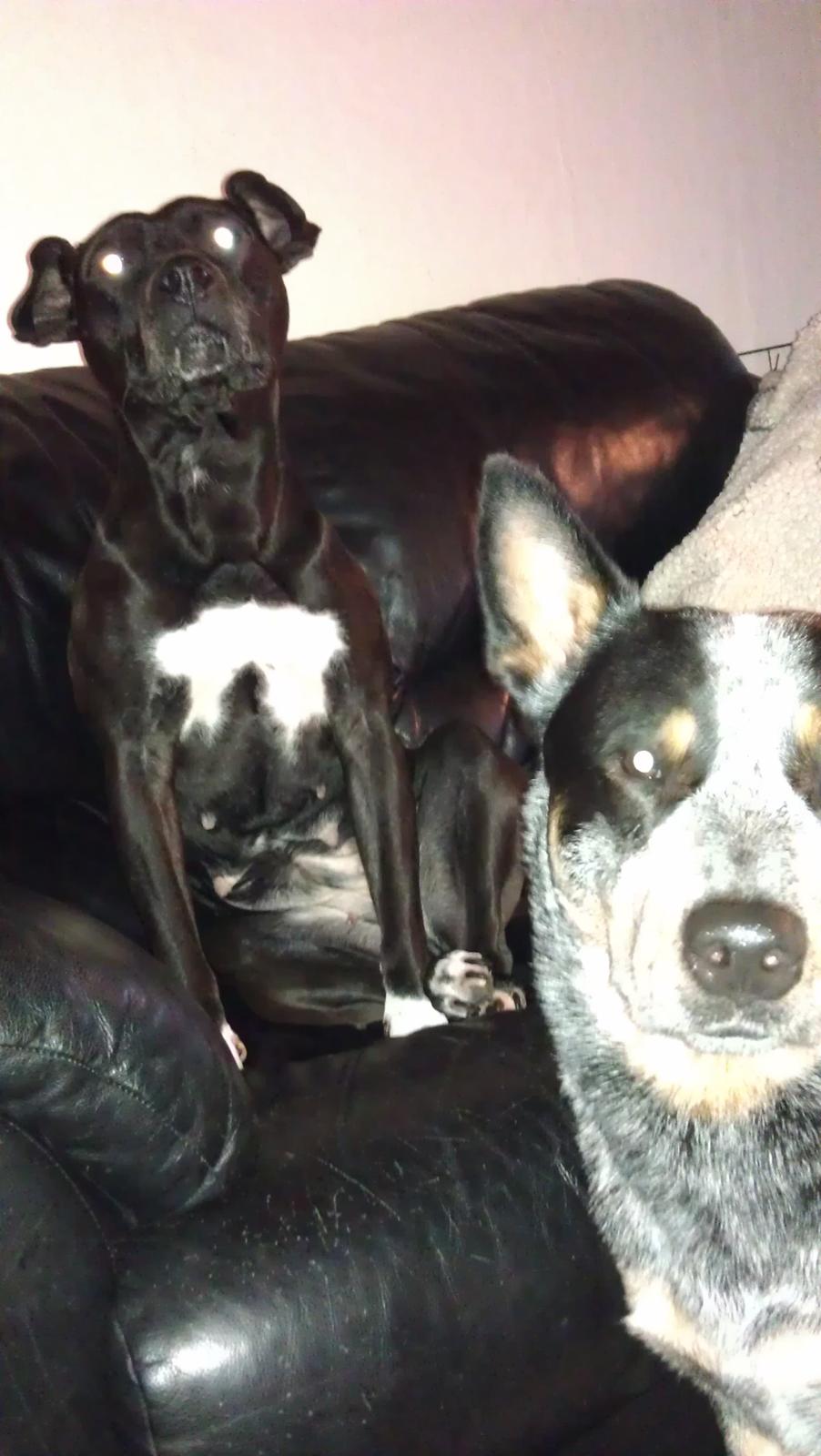 Australsk cattledog Pepsi - de dejlige små elskede hunde billede 16