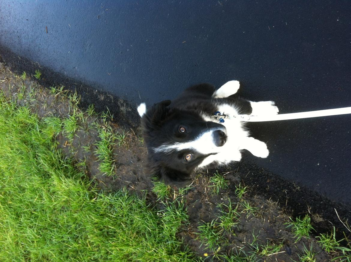 Border collie Marmaduke  billede 1