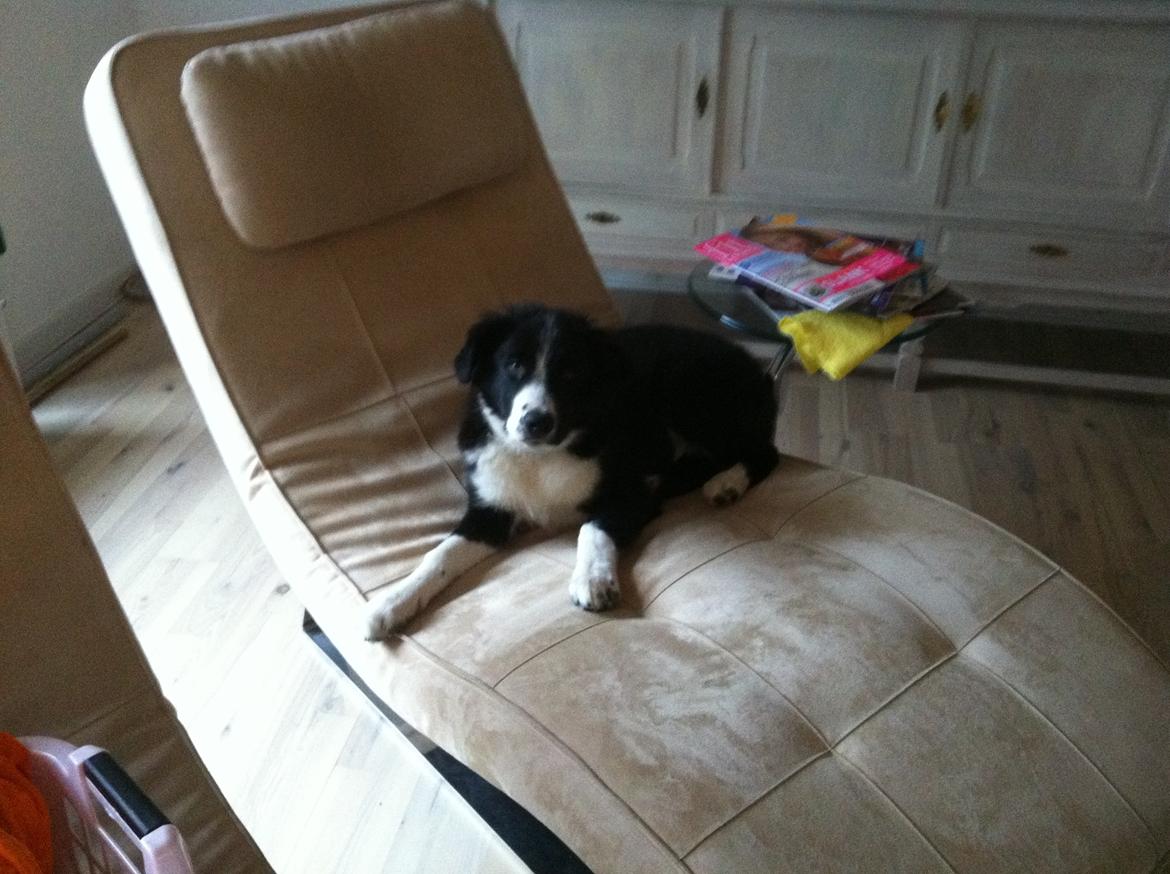 Border collie Marmaduke  billede 2