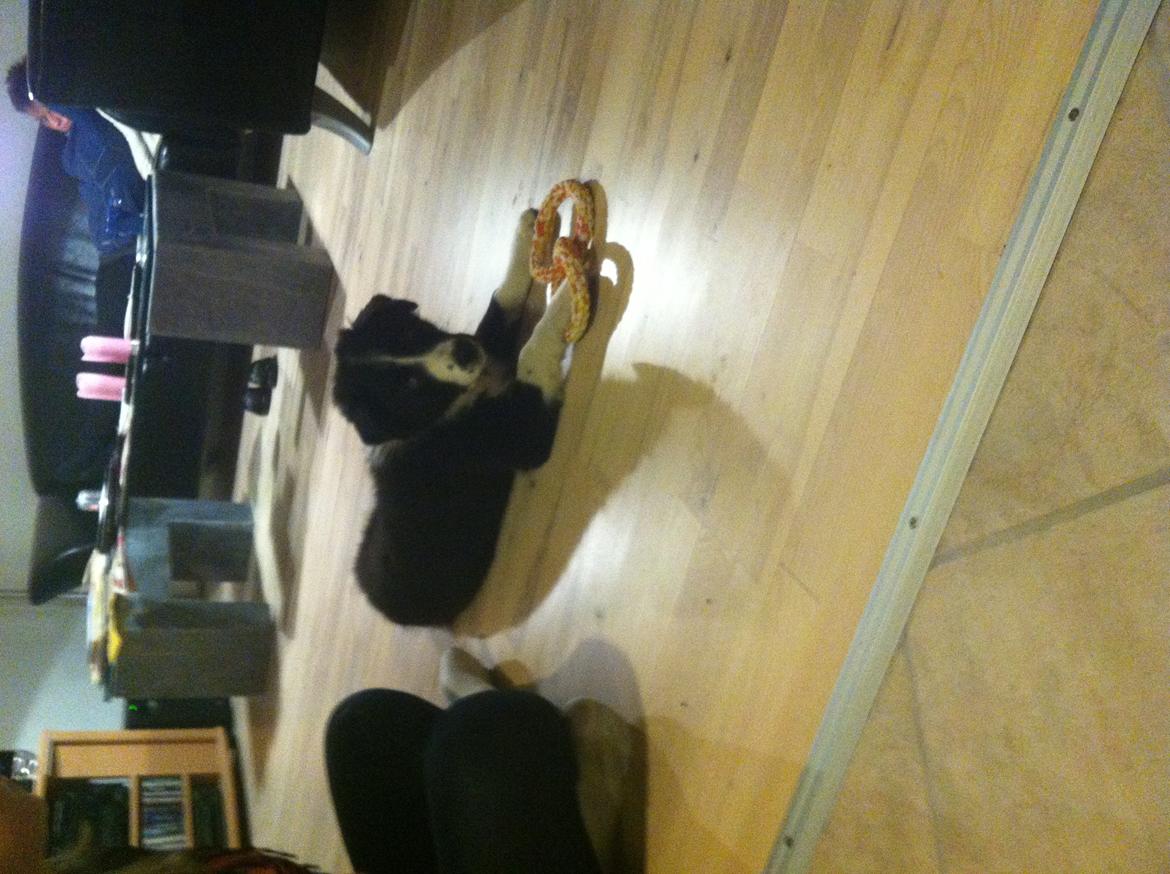 Border collie Marmaduke  billede 3