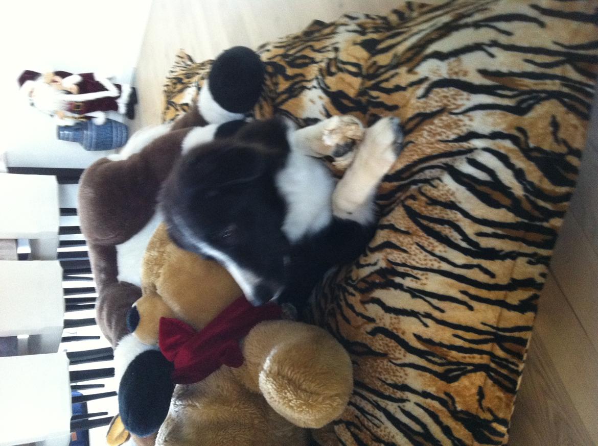 Border collie Marmaduke  billede 4