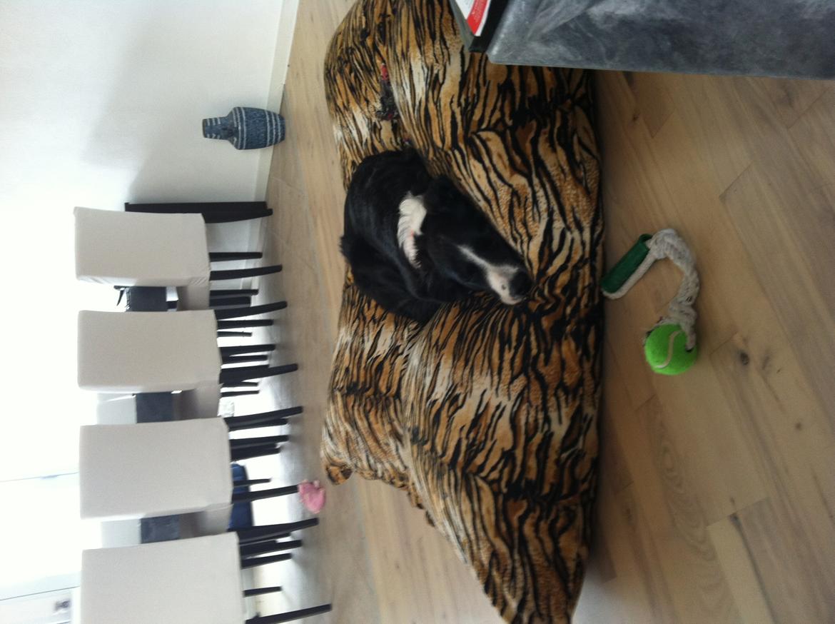 Border collie Marmaduke  billede 5