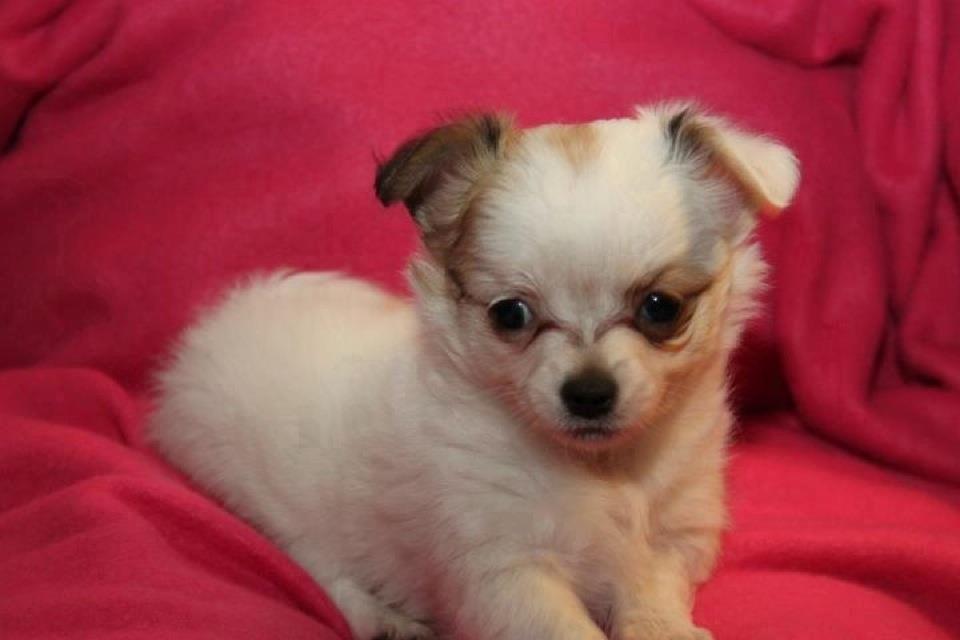 Chihuahua Mynte<3 billede 3