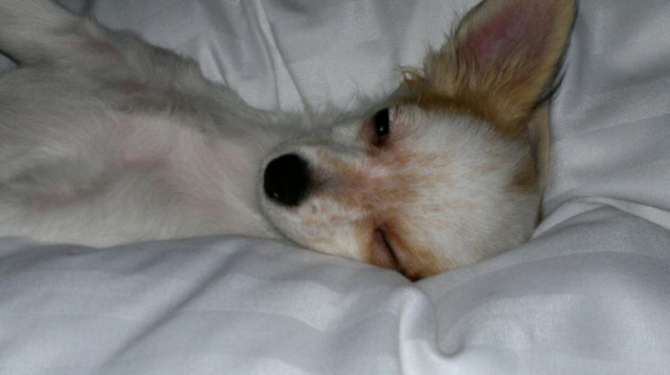 Chihuahua Mynte<3 billede 4