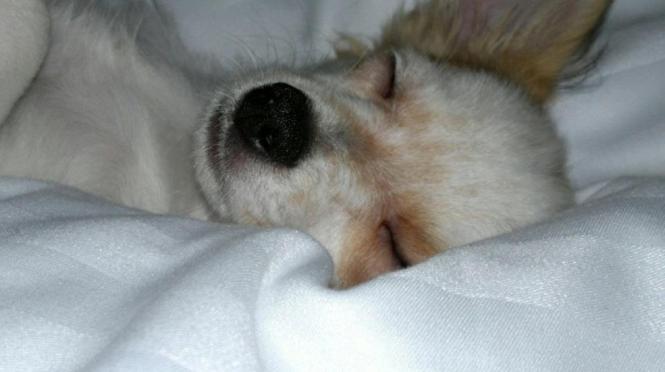 Chihuahua Mynte<3 billede 5