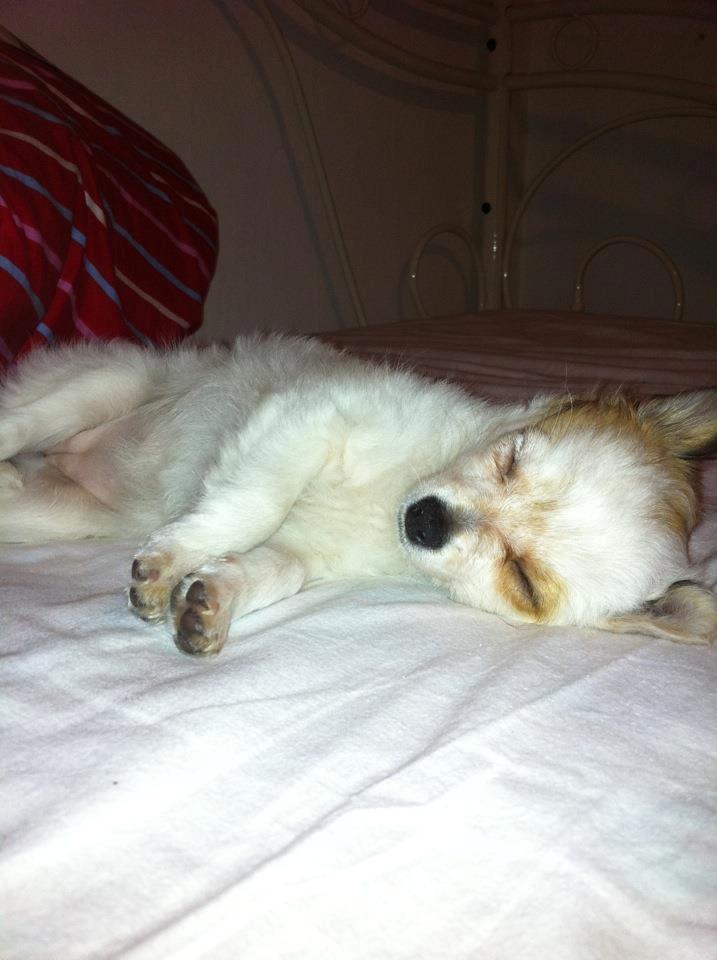 Chihuahua Mynte<3 billede 6