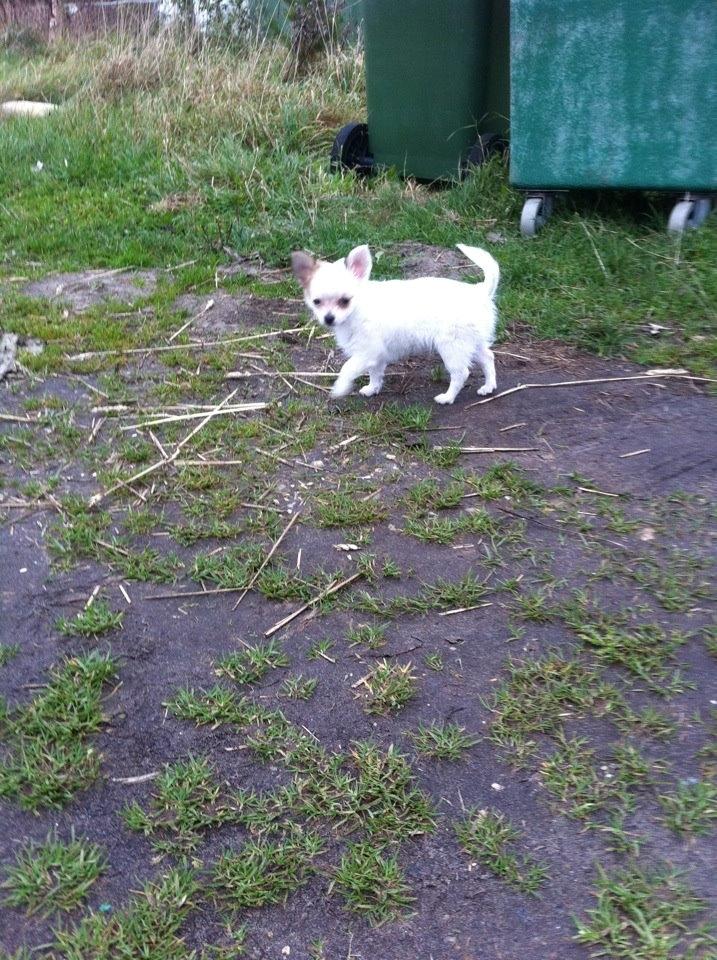 Chihuahua Mynte<3 billede 7