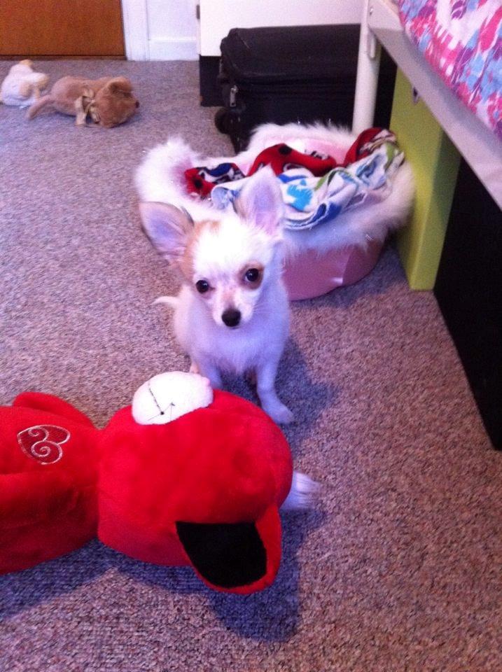 Chihuahua Mynte<3 billede 8