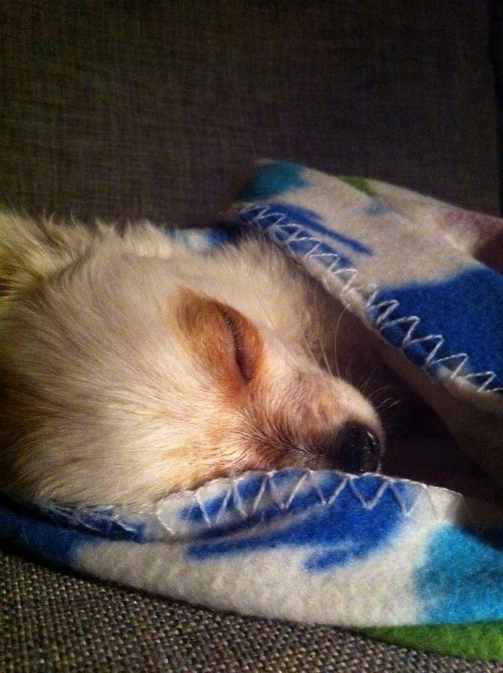 Chihuahua Mynte<3 billede 9