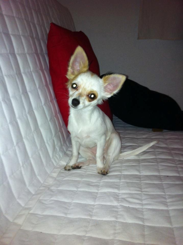 Chihuahua Mynte<3 billede 10