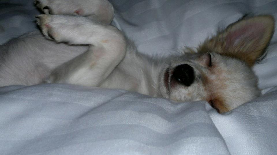 Chihuahua Mynte<3 billede 11